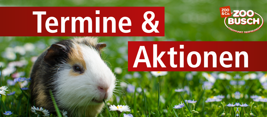 Banner mit einem Meerschweinchen in Anbetracht von Terminen und Aktionen