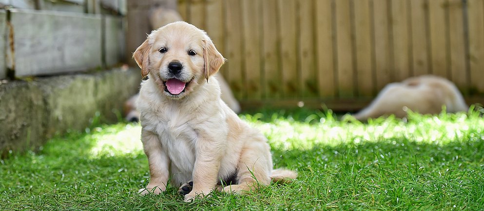 Weißer Hund auf einer Wiese