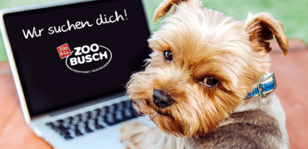 Hund am Notebook ZOO & Co Busch