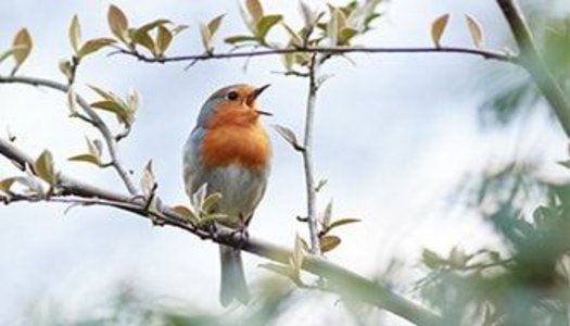 Wildvogel
