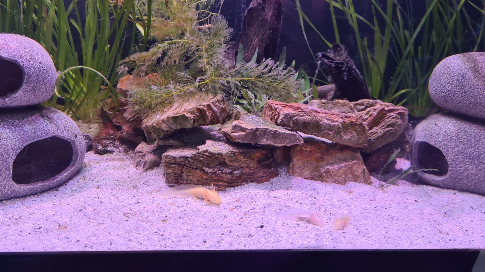 Aquarium bei ZOO & Co Busch