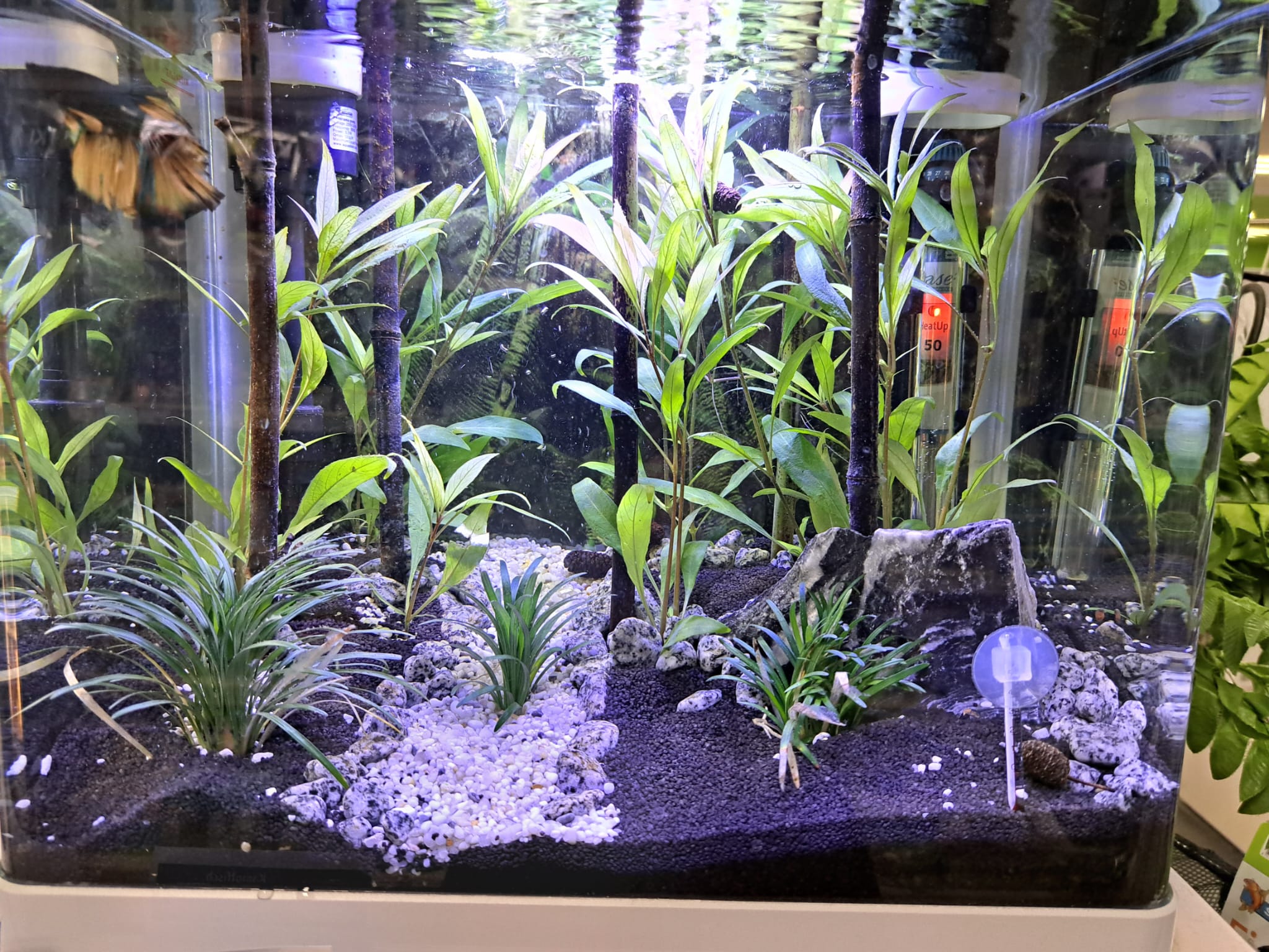 Ein gut beleuchtetes Süßwasseraquarium ist mit einer Vielzahl grüner Wasserpflanzen