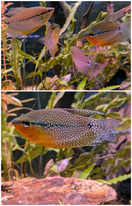 Zwei Aufnahmen eines farbenprächtigen Zierfisches