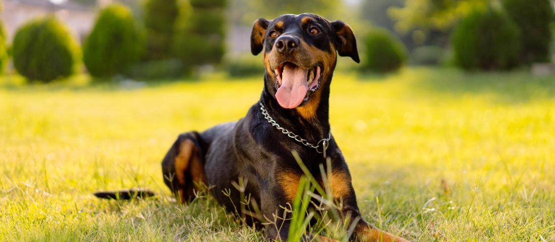 Der Dobermann strahlt Stärke und Wachsamkeit aus