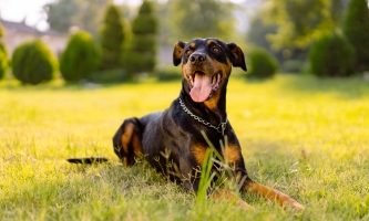 Dobermann Stärke und Wachsamkeit