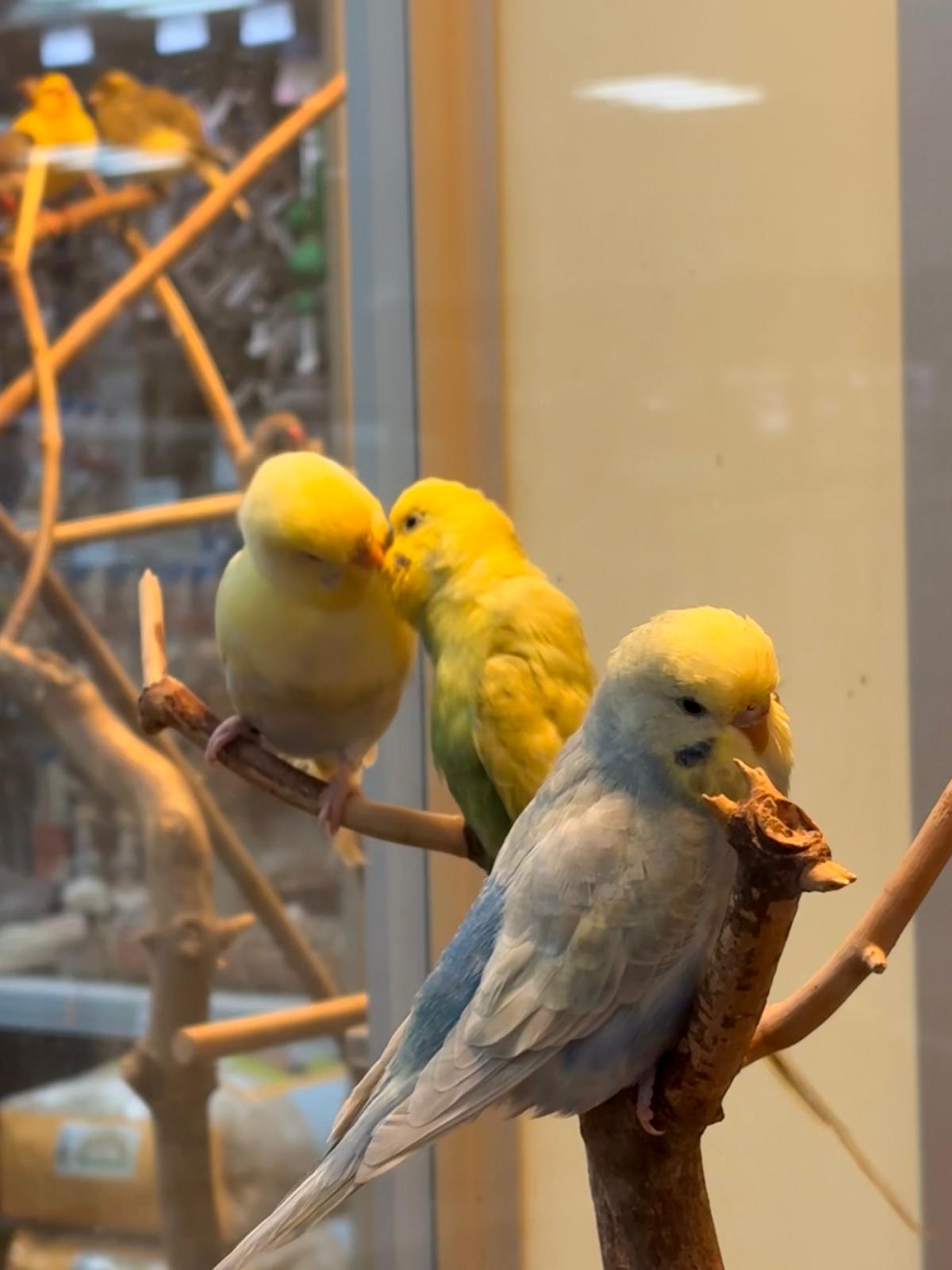 Drei Wellensittiche auf Ästen in einer Voliere, zwei gelbe und ein blau-grauer Vogel
