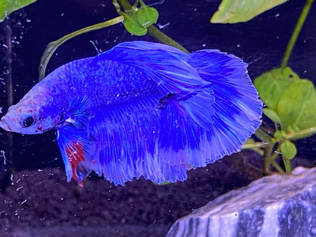 Ein leuchtend blauer Kampffisch