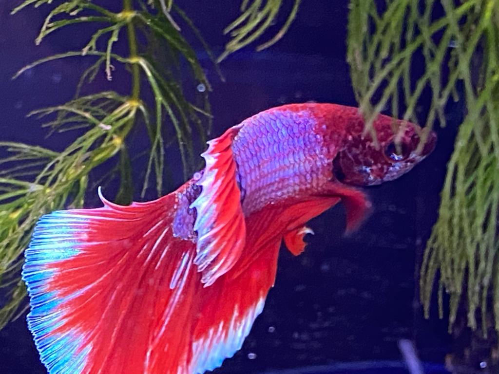Ein großes Aquarium mit einem Diskusfisch und üppiger grüner Unterwasserbepflanzung,