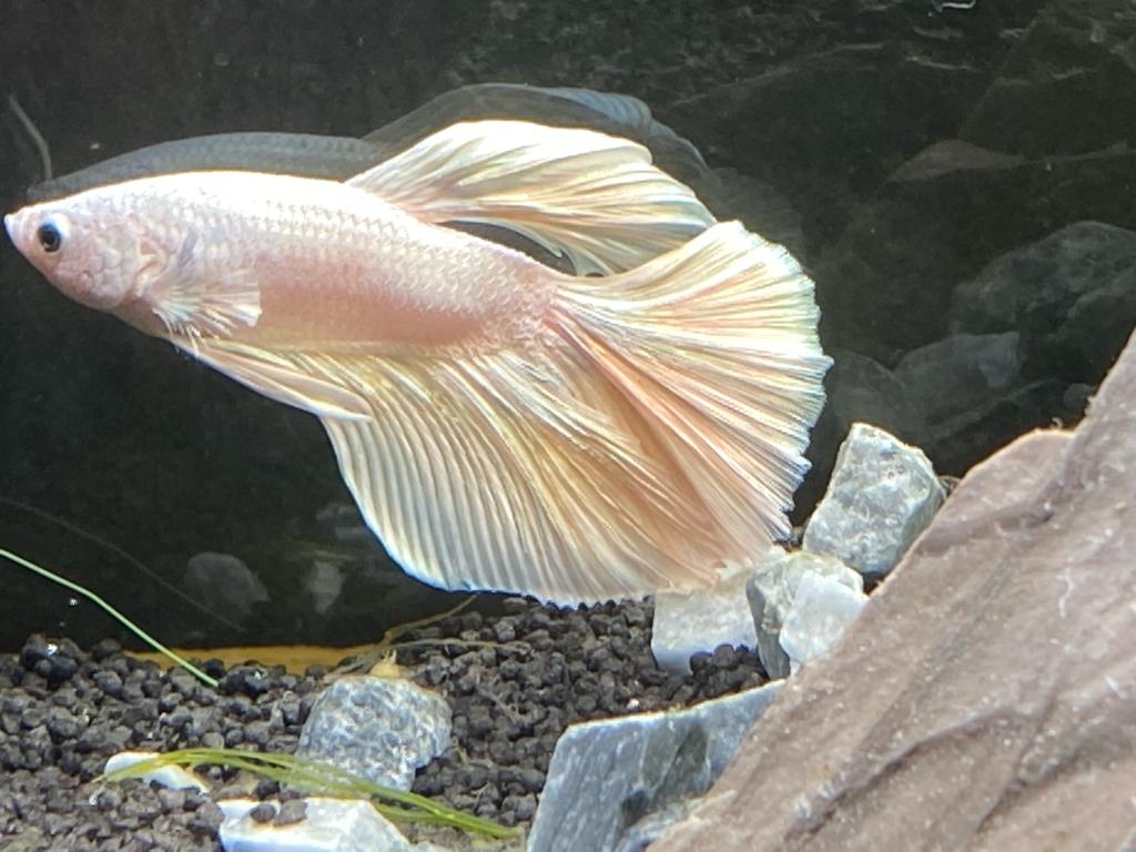 Ein großes Aquarium mit einem Diskusfisch und üppiger grüner Unterwasserbepflanzung