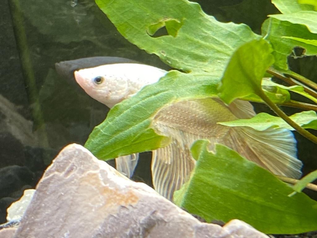 Ein blasser, möglicherweise weißer oder sehr heller Fisch