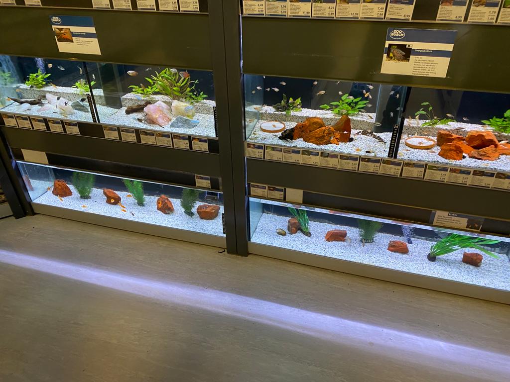 Beleuchtete Aquarien bei ZOO & Co. Busch
