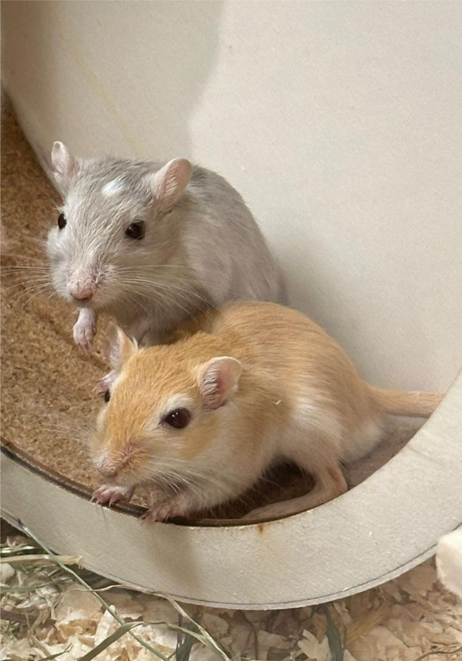 Zwei Rennmäuse in einem Gehege, eine grau, die andere sandfarben