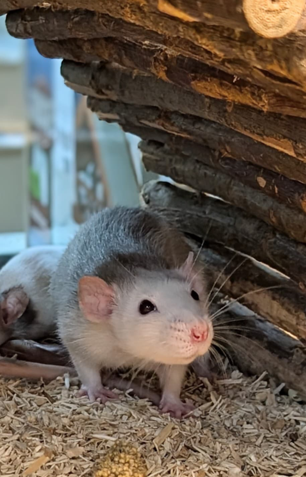 Ratte mit hellgrauem Fell und dunklerer Zeichnung auf dem Rücken schaut neugierig aus einem Holzversteck hervor, im Vordergrund Einstreu