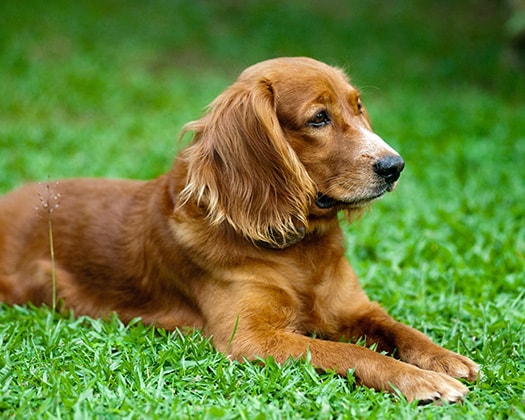 Brauner Cocker Spaniel