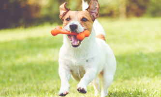 Jack Russell mit Gummiknochen im Maul