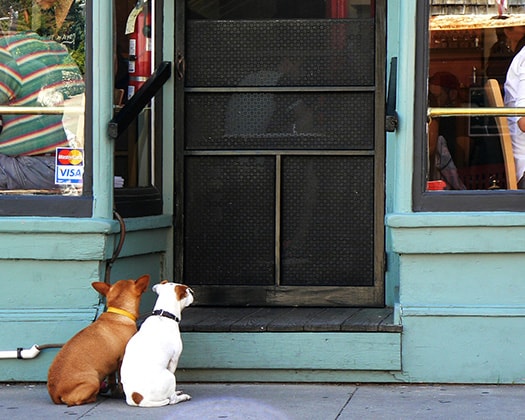 Hunde vor Restaurant