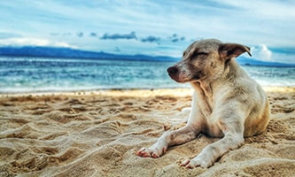 Hund am Strand