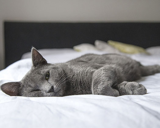 Katze auf Bett liegend