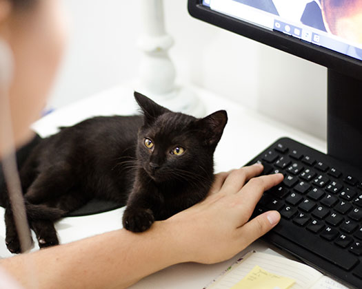 Katze vor Computertastatur