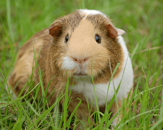 Meerschweinchen