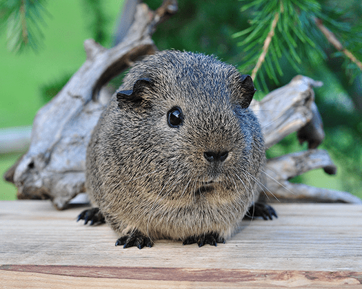 Graues Meerschweinchen