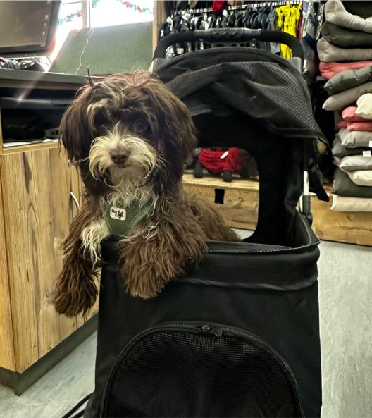 Ein kleiner, flauschiger braun-weißer Hund