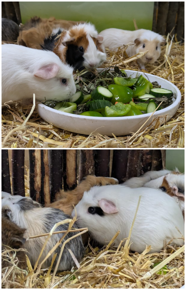 Zwei Aufnahmen von Meerschweinchen in einem Gehege