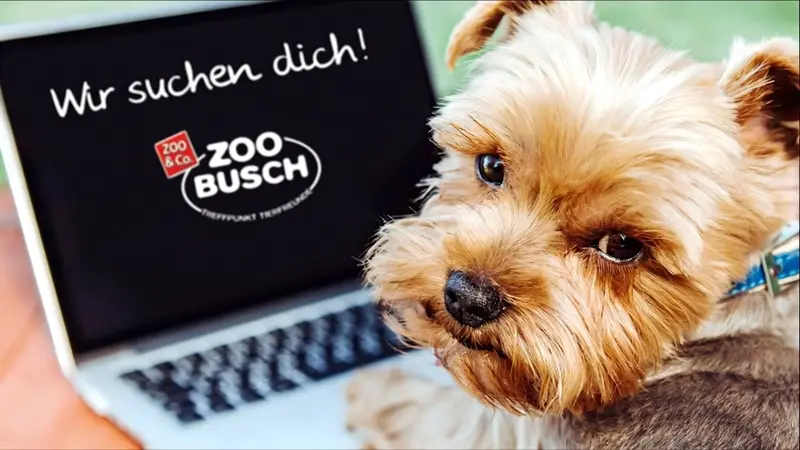 Ein kleiner Hund guckt auf einen Laptop. Dort steht:" Wir suchen dich. Zoo-Busch"