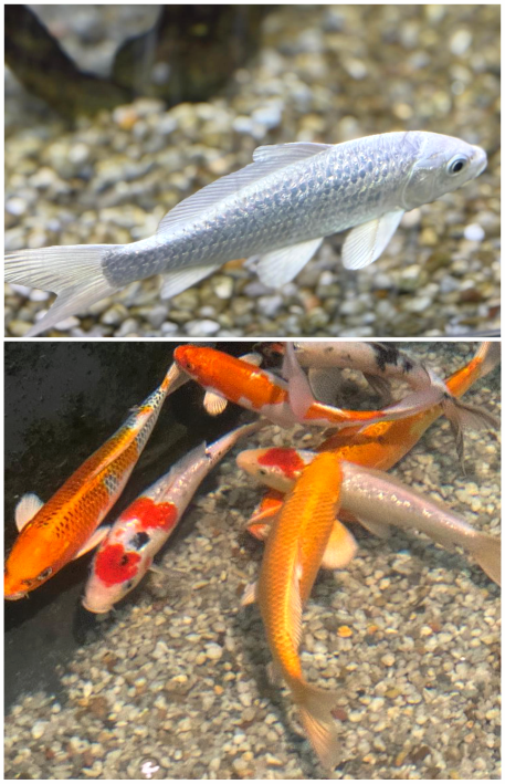 Oben ein einzelner weiß-silbriger Fisch im Wasser, darunter mehrere bunte Koi-Karpfen in einem Teich