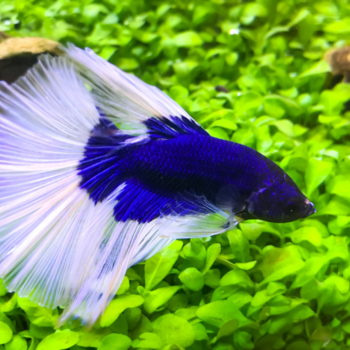 Fisch im Wasser