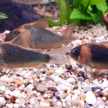 Fisch im Aquarium bei ZOO & Co. Busch