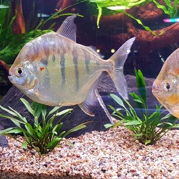 Fisch bei ZOO & Co. Busch