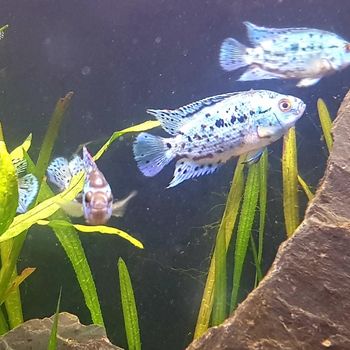 Fische bei ZOO & Co. Busch
