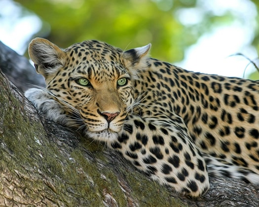 Leopard liegt entspannt auf einem Baumstamm und blickt in die Kamera, umgeben von grünem Blätterdach.