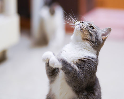 Erziehung via Clickertraining