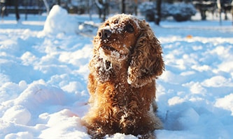 Cocker Spaniel zieht seit Jahrhunderten gleichsam Jäger und Familien in den Bann