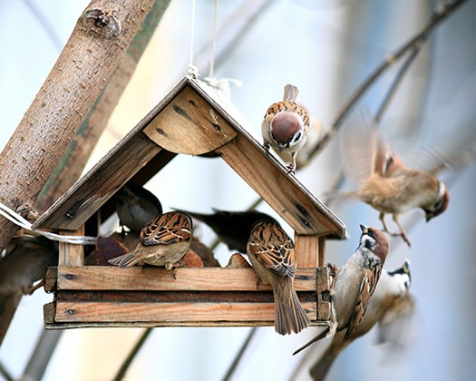 Vogelfutter für die Ganzjahresfütterung